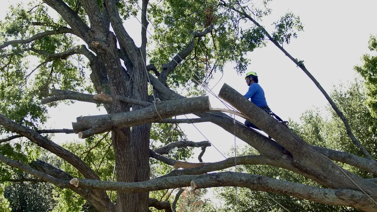 Professional Crown Thinning performed by certified arborists in Ledgewood