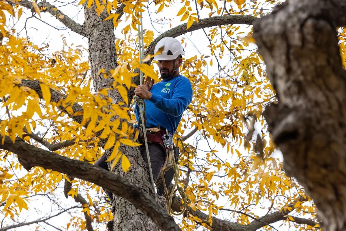 Skilled Tree Planing crew working in Ledgewood
