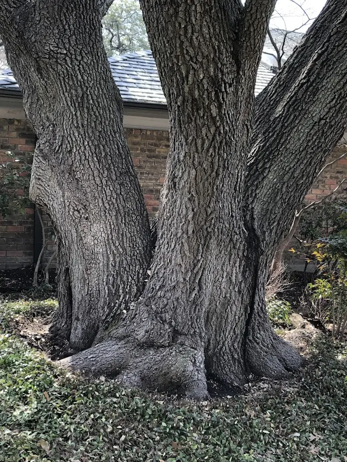 Mature heritage tree close to a Ledgewood property cared for by certified arborists